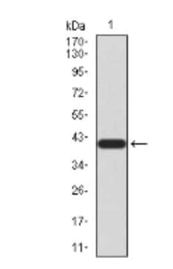 TrkB Antibody (8D2E8) - BSA Free, Novus Biologicals 0.1mg; Unlabeled:Antibodies,