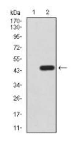 TrkB Antibody (8D2E8) - BSA Free, Novus Biologicals 0.1mg; Unlabeled:Antibodies,