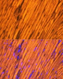 Tropomyosin-1 Rabbit anti-Mouse, Rat, Clone: 5Q2H6, Novus Biologicals 100