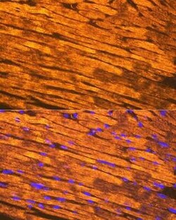 Tropomyosin-1 Rabbit anti-Mouse, Rat, Clone: 5Q2H6, Novus Biologicals 100
