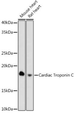 Troponin C (cardiac) Rabbit anti-Mouse, Rat, Clone: 8Z4V9, Novus Biologicals:Antibodies:Primary