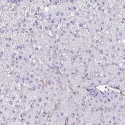 Tryptase gamma-1/TPSG1 Antibody, Novus Biologicals 0.1mL; Unlabeled:Antibodies,