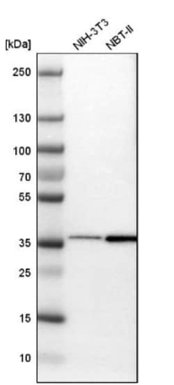 Tsukushi/TSK Antibody, Novus Biologicals 25 &mu;L; Unlabeled:Antibodies,
