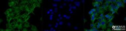 alpha Tubulin Antibody (YL1/2) - BSA Free, Novus Biologicals 0.1mL; Unlabeled:Antibodies,