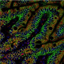 Tubulin alpha-1B Antibody (114), Novus Biologicals 0.1 mL | Buy Online | Novus Biologicals | Fisher Scientific