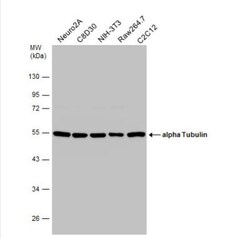 Tubulin alpha-1B Antibody (114), Novus Biologicals 0.1 mL | Buy Online | Novus Biologicals | Fisher Scientific