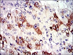 Tubulin alpha-8 Antibody (2D6), Novus Biologicals:Antibodies:Primary Antibodies