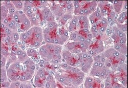 Two pore calcium channel protein 2 Antibody, Novus Biologicals 0.1mg; Unlabeled:Antibodies,