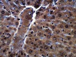 Two pore calcium channel protein 2 Antibody, Novus Biologicals 100 &mu;g | Buy Online | Novus Biologicals | Fisher Scientific