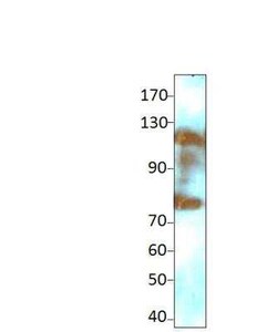 Two pore calcium channel protein 2 Antibody, Novus Biologicals 100 &mu;g | Buy Online | Novus Biologicals | Fisher Scientific
