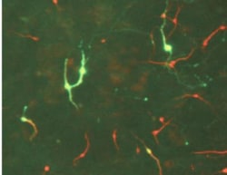 Tyrosine Hydroxylase Antibody, Novus Biologicals 0.1mL; Unlabeled:Antibodies,