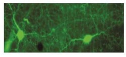 Tyrosine Hydroxylase Antibody, Novus Biologicals 0.025mL; Unlabeled:Antibodies,