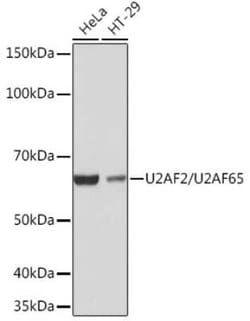 U2AF2 Rabbit anti-Human, Mouse, Rat, Clone: 8E8R9, Novus Biologicals 100