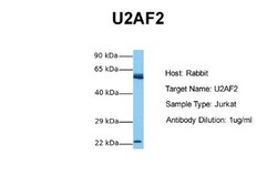 U2AF2 Antibody, Novus Biologicals:Antibodies:Primary Antibodies