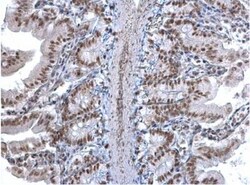 U2AF35 Antibody, Novus Biologicals 0.1mL; Unlabeled:Antibodies, Polyclonal