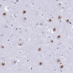 U2AF35 Antibody, Novus Biologicals 0.1mL; Unlabeled:Antibodies, Polyclonal