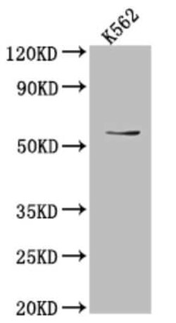 UAP1 Antibody (1F2), Novus Biologicals 100 &mu;g; Unconjugated:Antibodies,