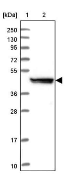 UAP1L1 Antibody, Novus Biologicals:Antibodies:Primary Antibodies