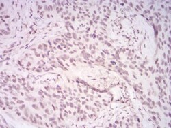 UAP56 Antibody (3A2B2) - BSA Free, Novus Biologicals 0.1mg; Unlabeled:Antibodies,