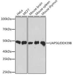 UAP56 Rabbit anti-Human, Mouse, Rat, Clone: 4A0Q2, Novus Biologicals 100
