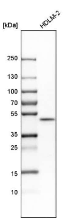 UBAC1 Antibody, Novus Biologicals:Antibodies:Primary Antibodies