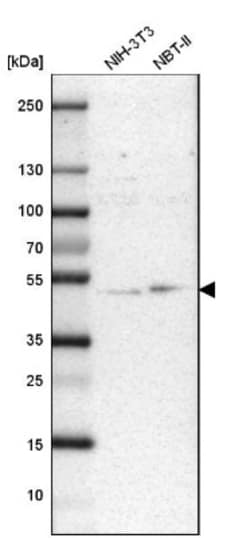 UBAC1 Antibody, Novus Biologicals:Antibodies:Primary Antibodies