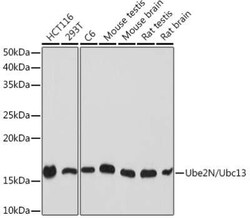 UBE2N/Ubc13 Rabbit anti-Human, Mouse, Rat, Clone: 10O9Z5, Novus Biologicals