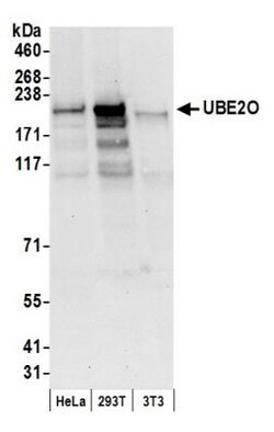UBE2O Antibody, Novus Biologicals 0.1mL; Unlabeled:Antibodies, Polyclonal