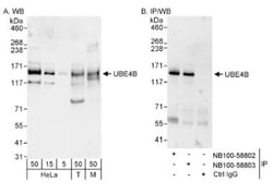 UBE4B Antibody, Novus Biologicals 0.1mL; Unlabeled:Antibodies, Polyclonal