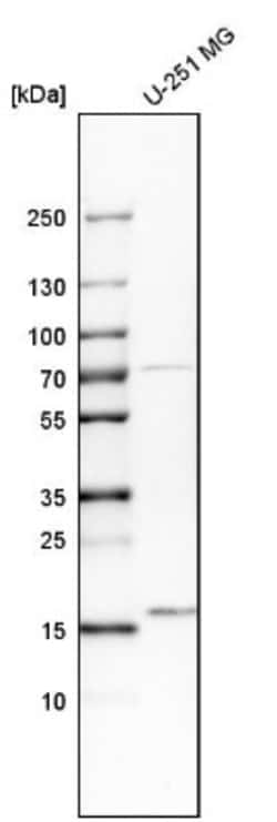 UBL4A Antibody, Novus Biologicals 0.1mL; Unlabeled:Antibodies, Polyclonal