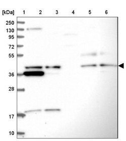 UBL7 Antibody, Novus Biologicals:Antibodies:Primary Antibodies