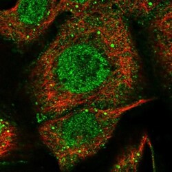 BCL2L12 Antibody, Novus Biologicals:Antibodies:Primary Antibodies