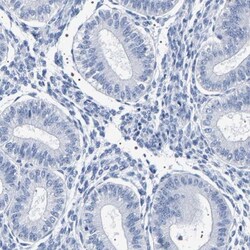 BCL2L12 Antibody, Novus Biologicals:Antibodies:Primary Antibodies