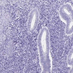 UBQLN3 Antibody, Novus Biologicals 0.1mL; Unlabeled:Antibodies, Polyclonal