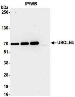 UBQLN4/CIP75 Antibody (BLR145J), Novus Biologicals 100 &mu;g | Buy Online | Novus Biologicals | Fisher Scientific