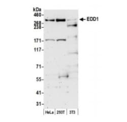UBR5/EDD Antibody, Novus Biologicals 100 &mu;L | Buy Online | Novus Biologicals | Fisher Scientific