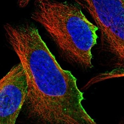 UBTD1 Antibody, Novus Biologicals:Antibodies:Primary Antibodies