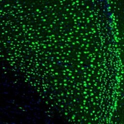 UBTF Antibody, Novus Biologicals 0.1 mL | Buy Online | Novus Biologicals | Fisher Scientific