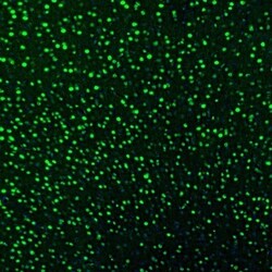 UBTF Antibody, Novus Biologicals 0.1 mL | Buy Online | Novus Biologicals | Fisher Scientific