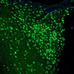 UBTF Antibody, Novus Biologicals 0.1 mL | Buy Online | Novus Biologicals | Fisher Scientific