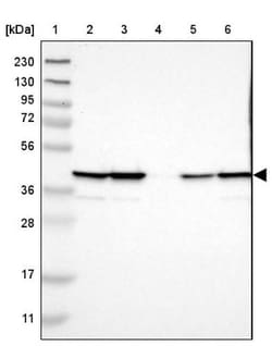 UBXN1 Antibody, Novus Biologicals:Antibodies:Primary Antibodies
