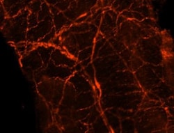 UCH-L1/PGP9.5 Antibody (31A3), Novus Biologicals 20 &mu;g, Unconjugated:Antibodies,