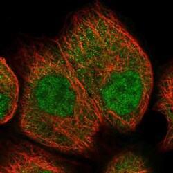 UCH-L3 Antibody, Novus Biologicals:Antibodies:Primary Antibodies