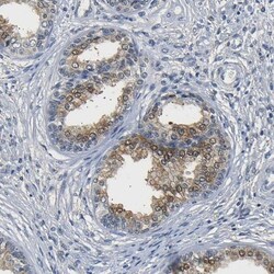 UCH-L3 Antibody, Novus Biologicals:Antibodies:Primary Antibodies