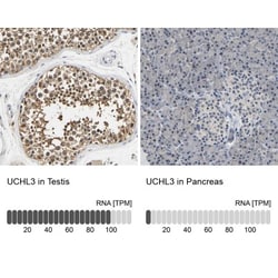 UCH-L3 Antibody, Novus Biologicals:Antibodies:Primary Antibodies