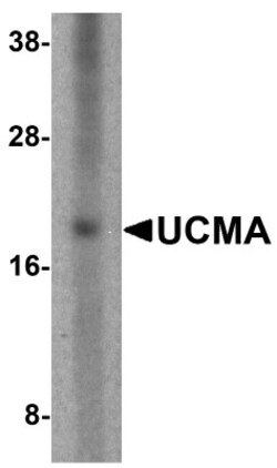 UCMA Antibody - BSA Free, Novus Biologicals:Antibodies:Primary Antibodies