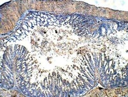 UCN2 Antibody, Novus Biologicals 100 &mu;g | Buy Online | Novus Biologicals | Fisher Scientific