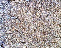 UCN2 Antibody, Novus Biologicals 100 &mu;g | Buy Online | Novus Biologicals | Fisher Scientific