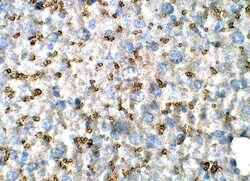 UCN2 Antibody, Novus Biologicals 100 &mu;g | Buy Online | Novus Biologicals | Fisher Scientific