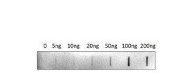 UCN2 Antibody, Novus Biologicals 100 &mu;g | Buy Online | Novus Biologicals | Fisher Scientific